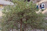 Escallonia paniculata. Крона плодоносящего дерева. Перу, регион Куско, археологический комплекс \"Писак\". 12.10.2019.