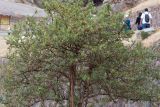 Escallonia paniculata