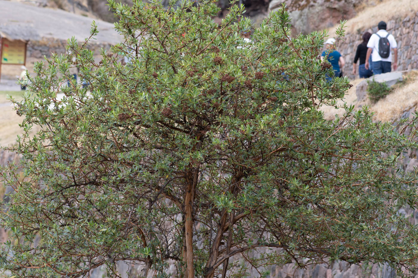 Image of Escallonia paniculata specimen.