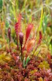 Drosera anglica