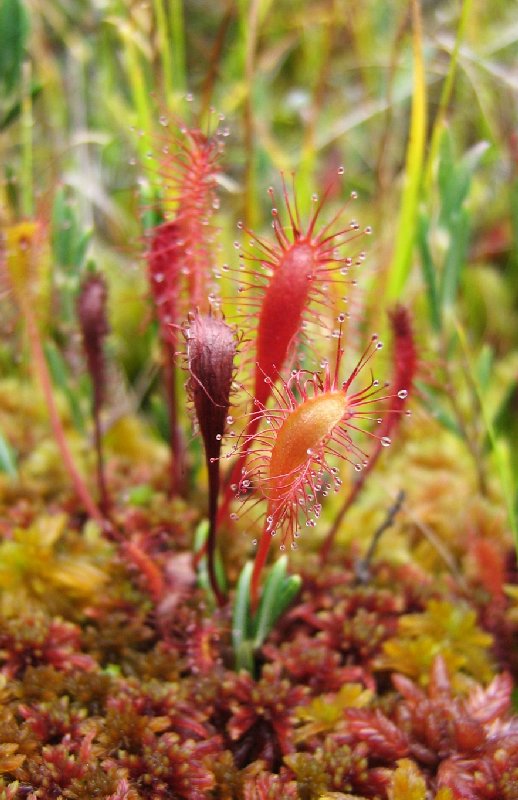 Изображение особи Drosera anglica.