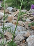 Pyrethrum coccineum. Часть побега. Кабардино-Балкария, Эльбрусский р-н, долина р. Ирик, ок. 2200 м н.у.м., каменистая осыпь. 07.07.2020.