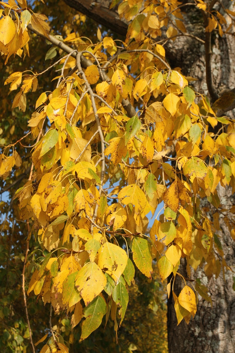 Image of Populus &times; sibirica specimen.