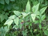 Vicia ramuliflora. Верхушка расцветающего растения. Хабаровский край, 17 км Владивостокского шоссе, дача Бабурина. 28.06.2014.