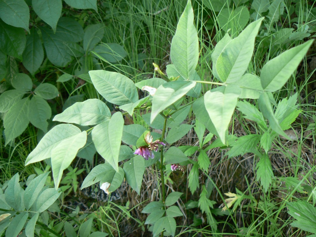 Изображение особи Vicia ramuliflora.