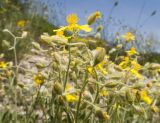 Helianthemum canum. Верхушки веточек с бутонами, цветками и отцветшими цветками. Краснодарский край, м/о г. Новороссийск, окр. пос. Верхнебаканский, гора Раевская, задернованное скальное обнажение. 18.05.2019.