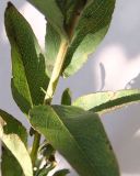 Inula aspera