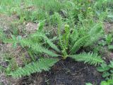 Filipendula vulgaris. Растение с развивающимся соцветием. Краснодарский край, Абинский р-н, юж. окр. ст-цы Холмская, погоревший луг. 06.05.2020.