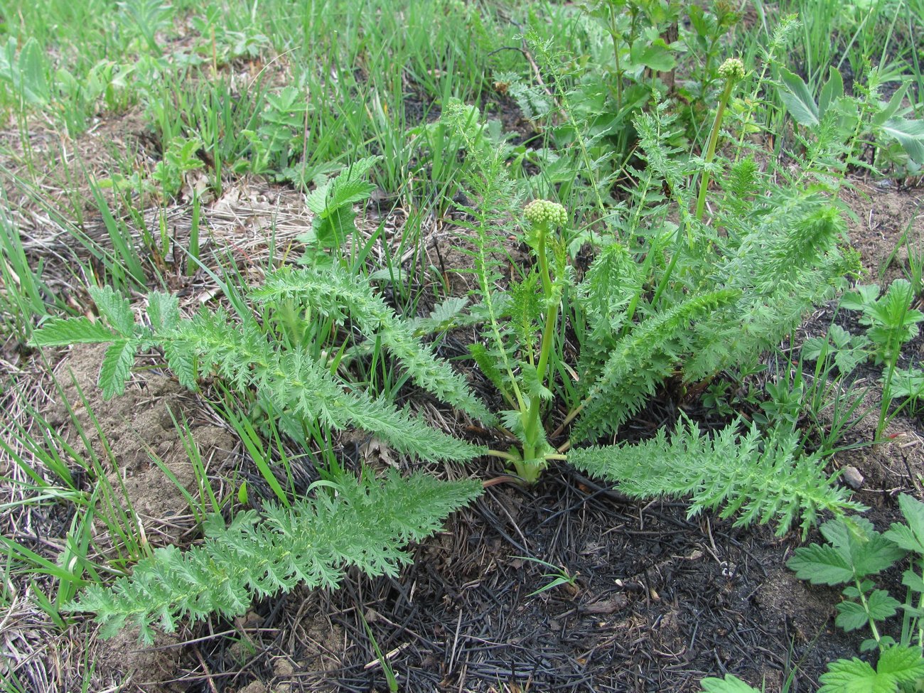 Изображение особи Filipendula vulgaris.