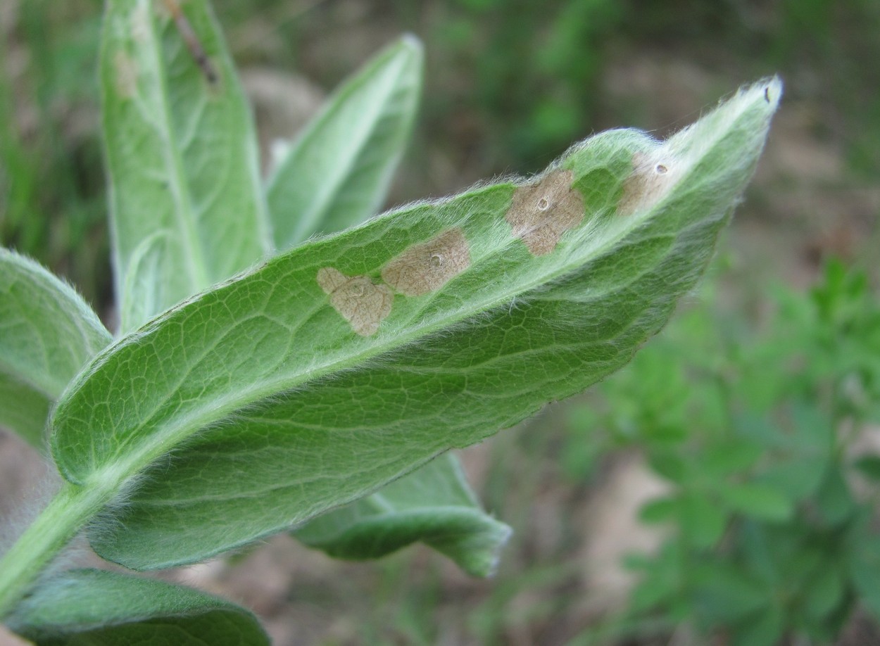 Image of Inula germanica specimen.