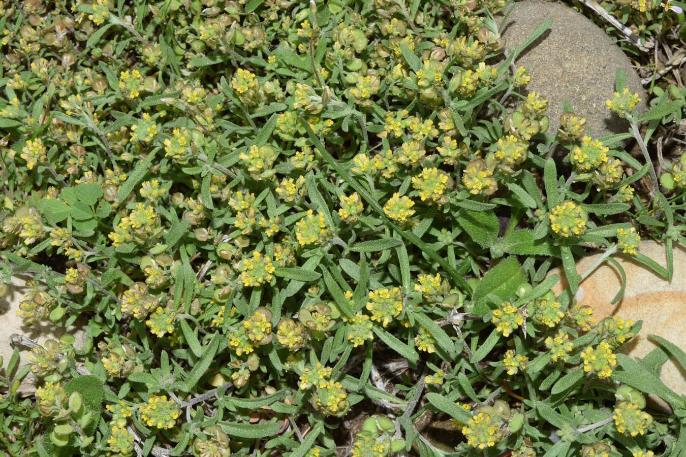 Image of Alyssum turkestanicum var. desertorum specimen.