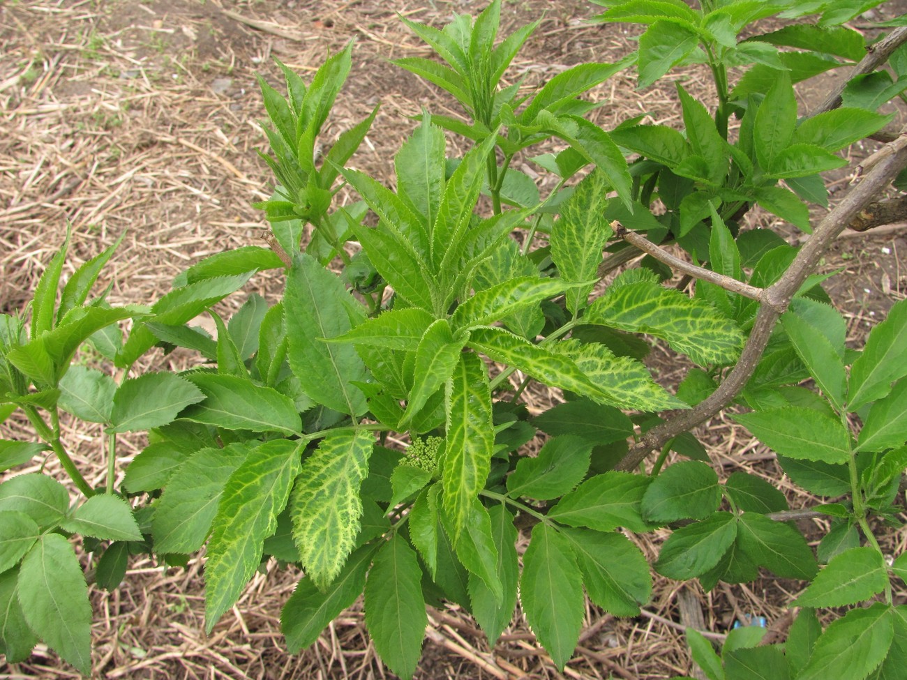 Изображение особи Sambucus nigra.