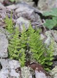 Cystopteris fragilis