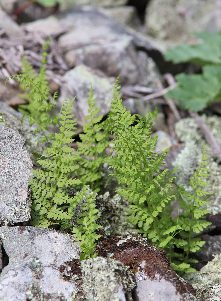 Изображение особи Cystopteris fragilis.