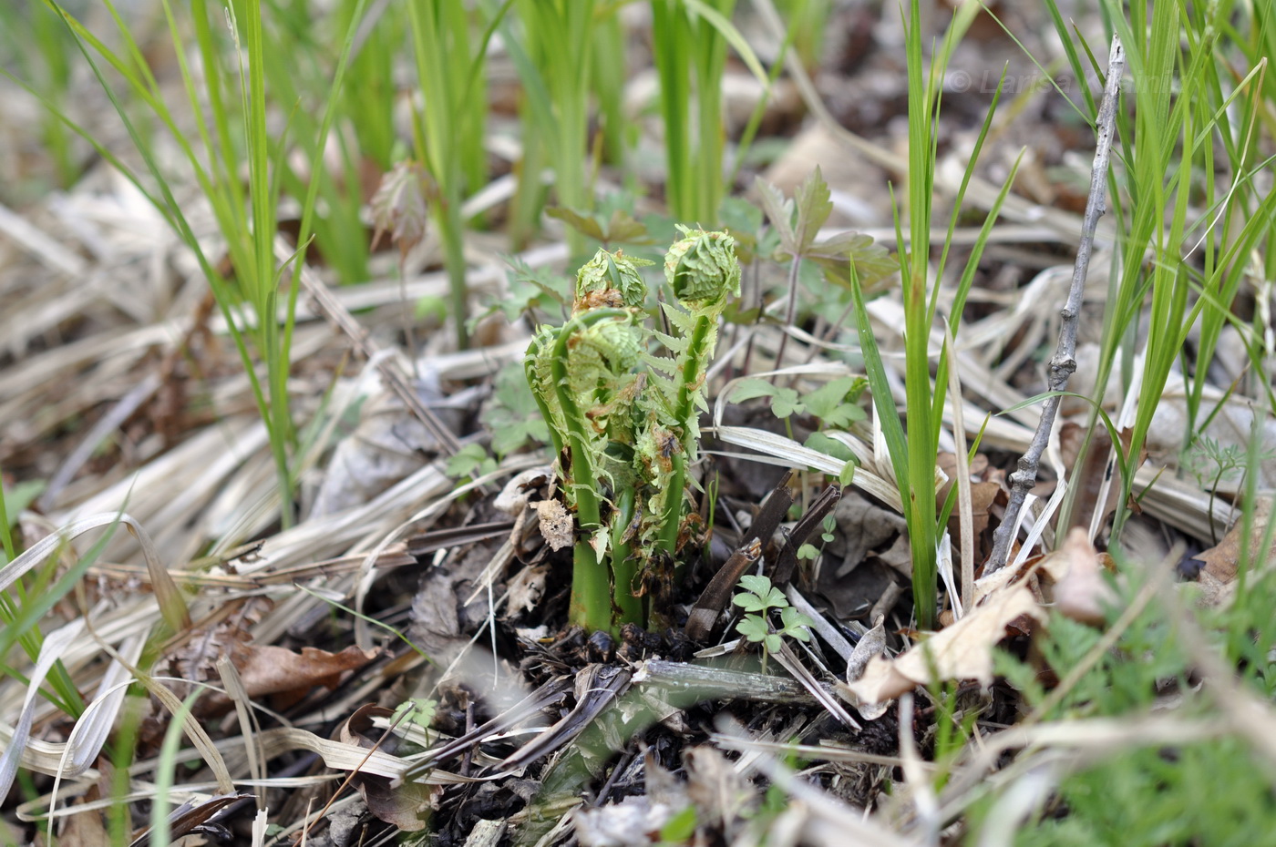 Изображение особи Matteuccia struthiopteris.