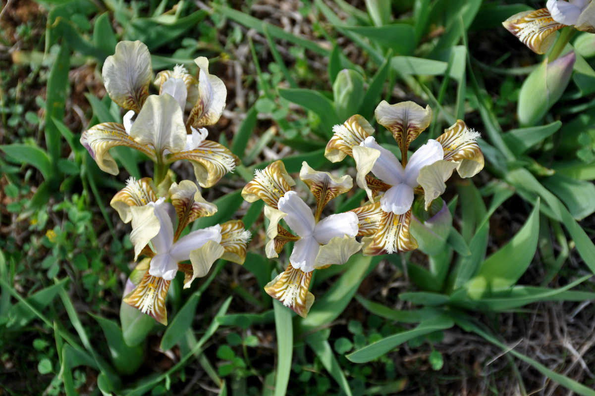 Image of Iris scariosa specimen.