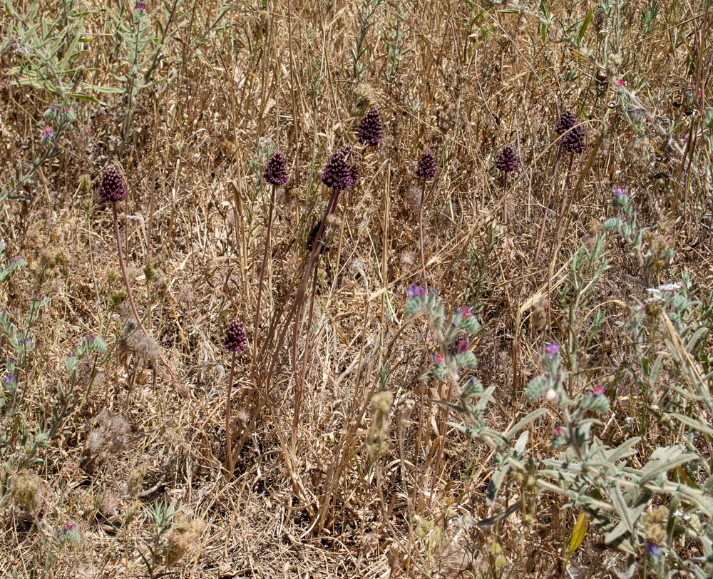 Image of Allium curtum specimen.