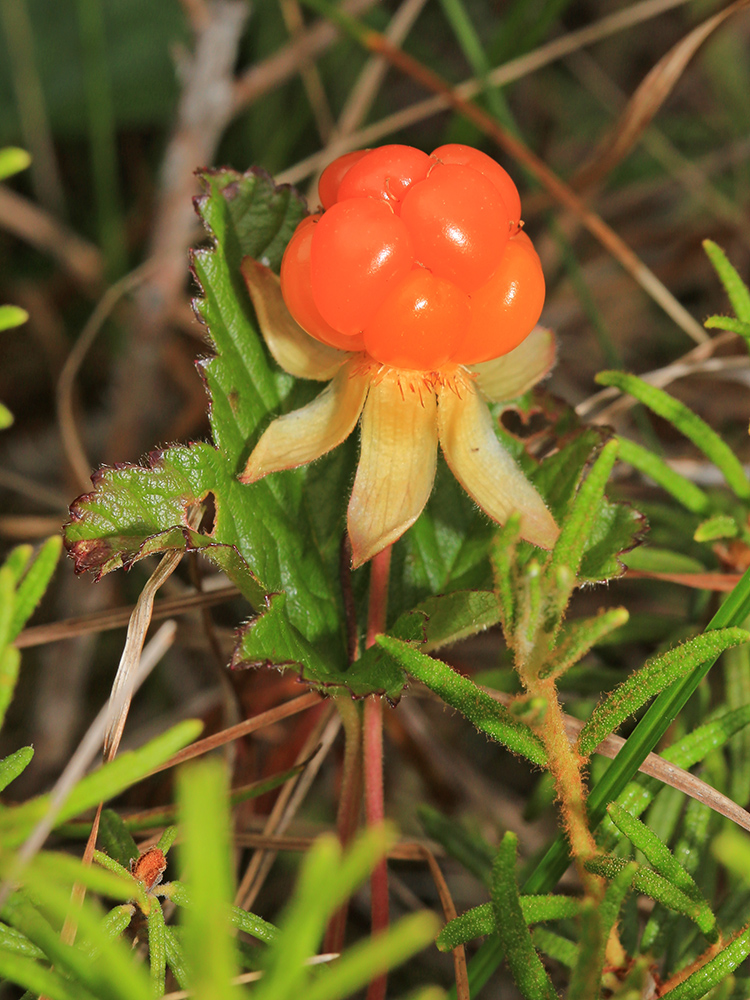 Image of Rubus chamaemorus specimen.