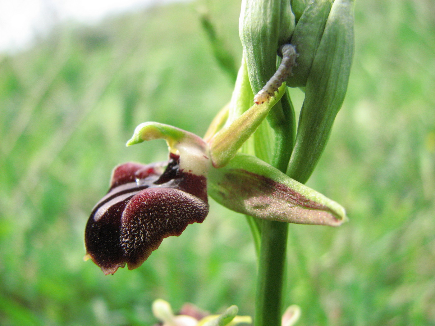 Image of Ophrys mammosa ssp. caucasica specimen.