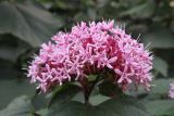 Clerodendrum bungei