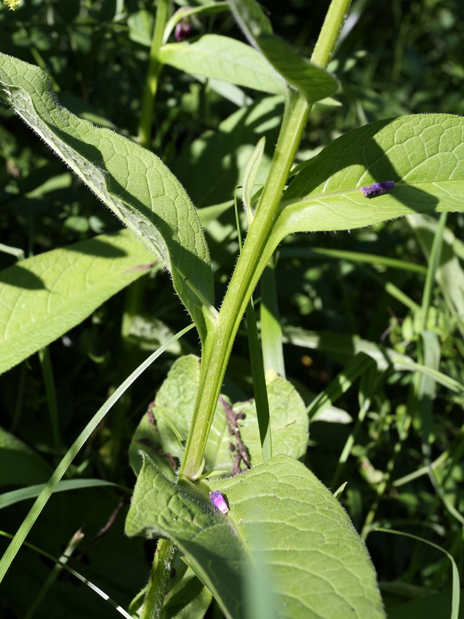 Изображение особи Symphytum officinale.