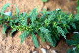 Oxybasis glauca