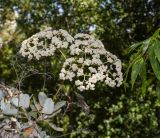 Eriogonum giganteum