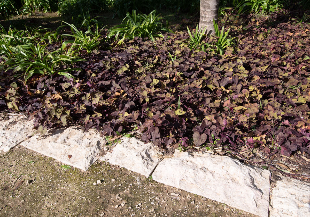 Image of Ipomoea batatas specimen.