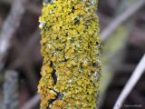 Xanthoria parietina. Слоевище с апотециями на старом побеге Parthenocissus quinquefolia. Тульская обл., пос. Дубна, дачный участок. 21.11.2021.