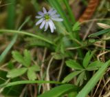 Anemone caucasica. Цветущее растение. Азербайджан, Лерикский р-н. 13.04.2010.