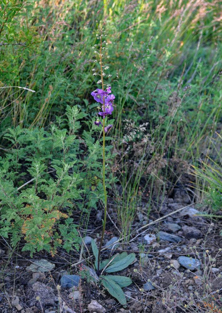 Image of Verbascum phoeniceum specimen.