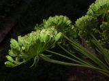genus Angelica