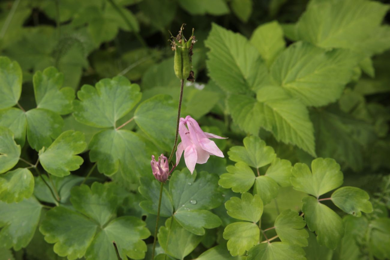 Изображение особи Aquilegia vulgaris.