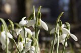 Galanthus plicatus