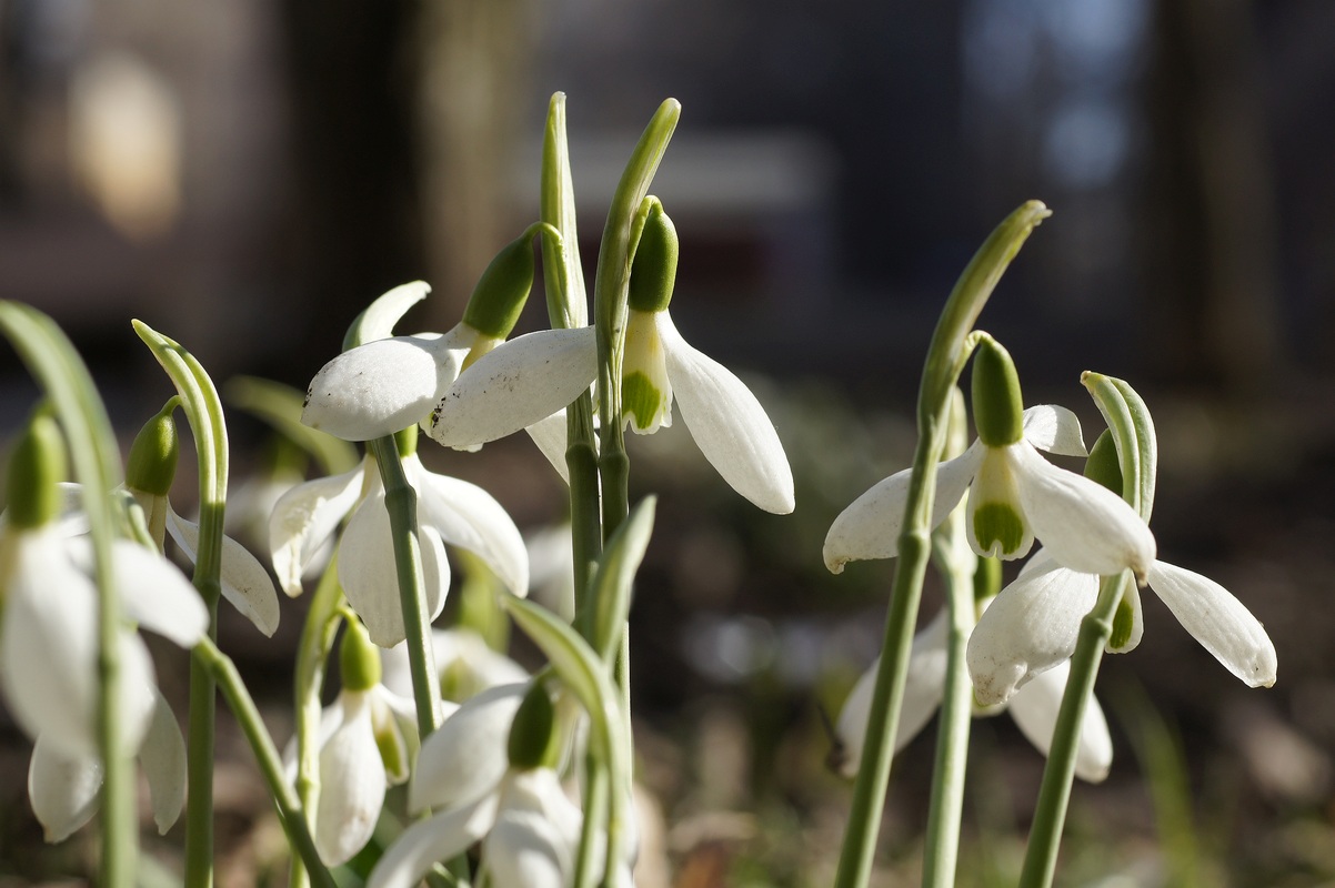 Изображение особи род Galanthus.