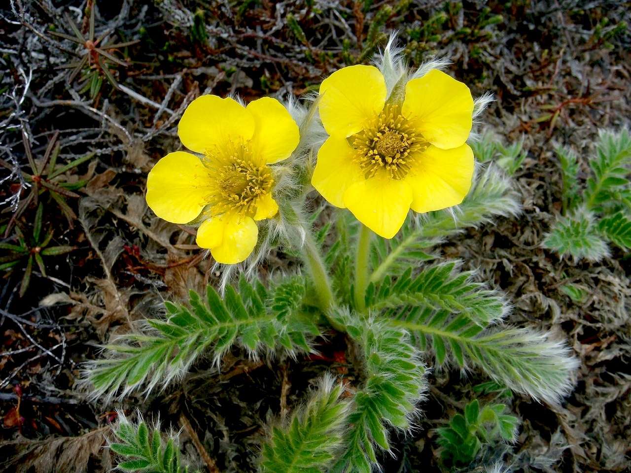 Изображение особи Novosieversia glacialis.