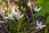 Ornithogalum woronowii