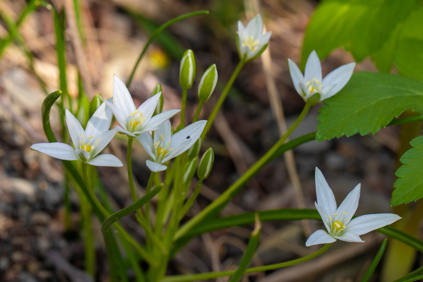 Image of Ornithogalum woronowii specimen.