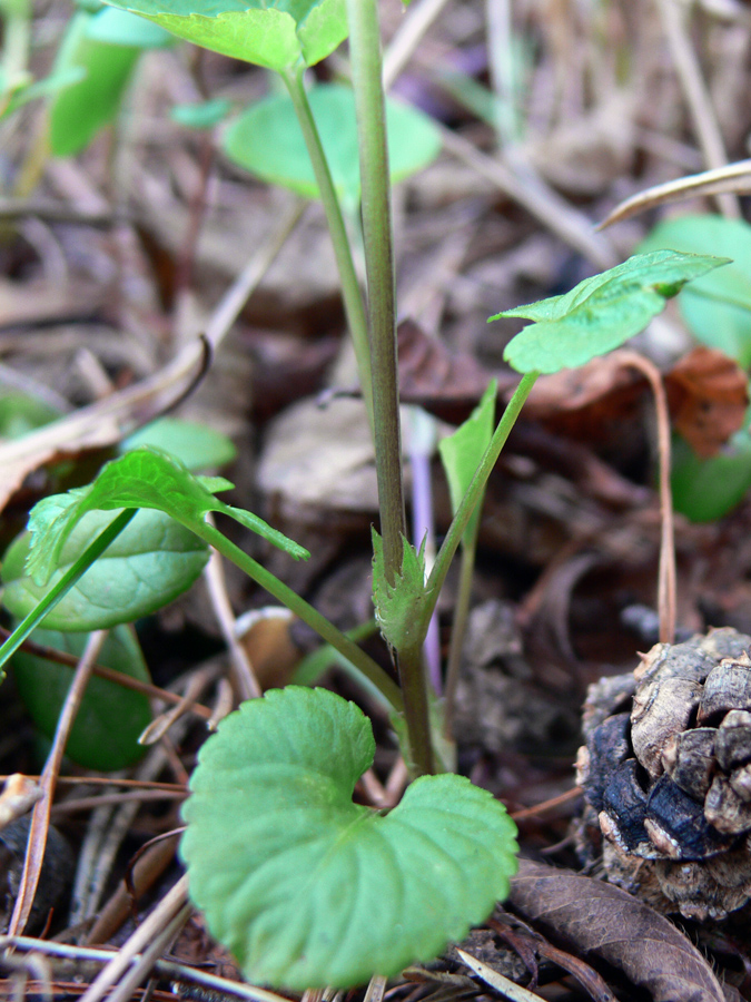 Image of Viola rupestris specimen.