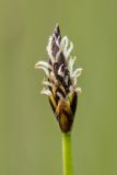 genus Eleocharis. Соцветие. Ростовская обл., Мясниковский р-н, окр. хут. Недвиговка, пойменный луг. 24.04.2022.