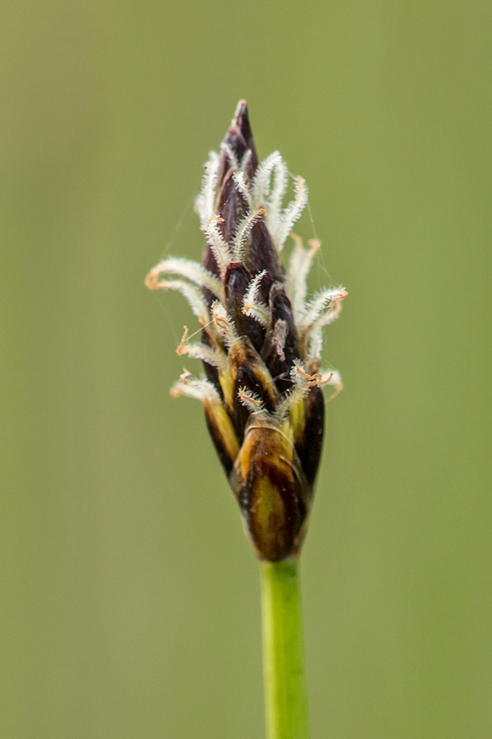 Image of genus Eleocharis specimen.