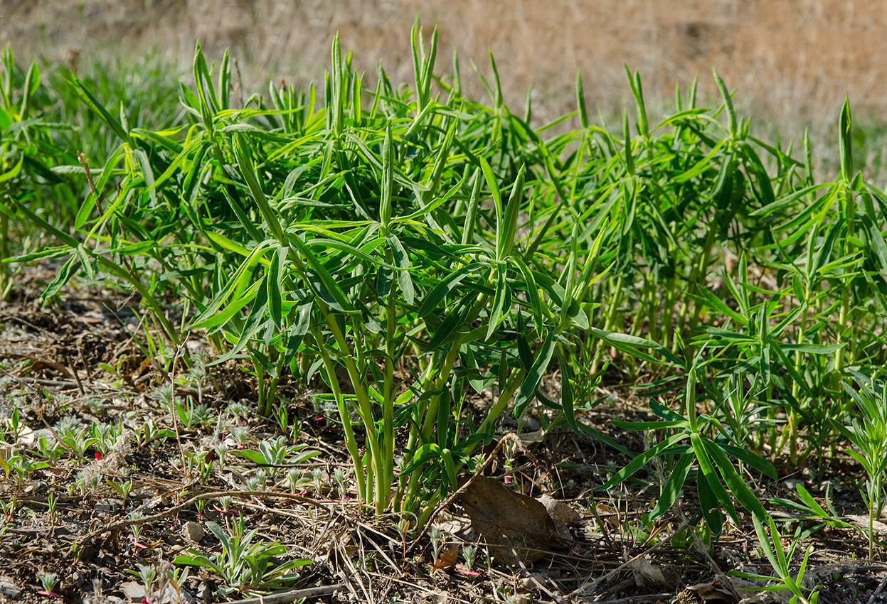 Image of genus Euphorbia specimen.