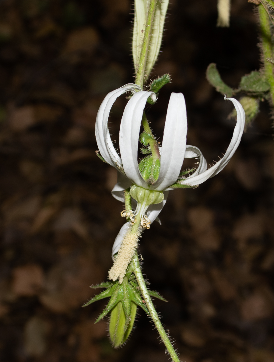 Image of Michauxia campanuloides specimen.