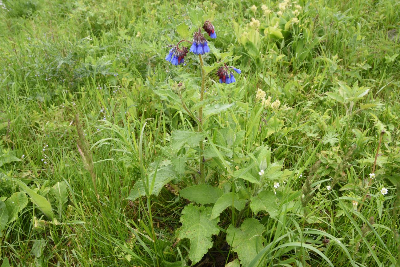 Изображение особи Symphytum asperum.