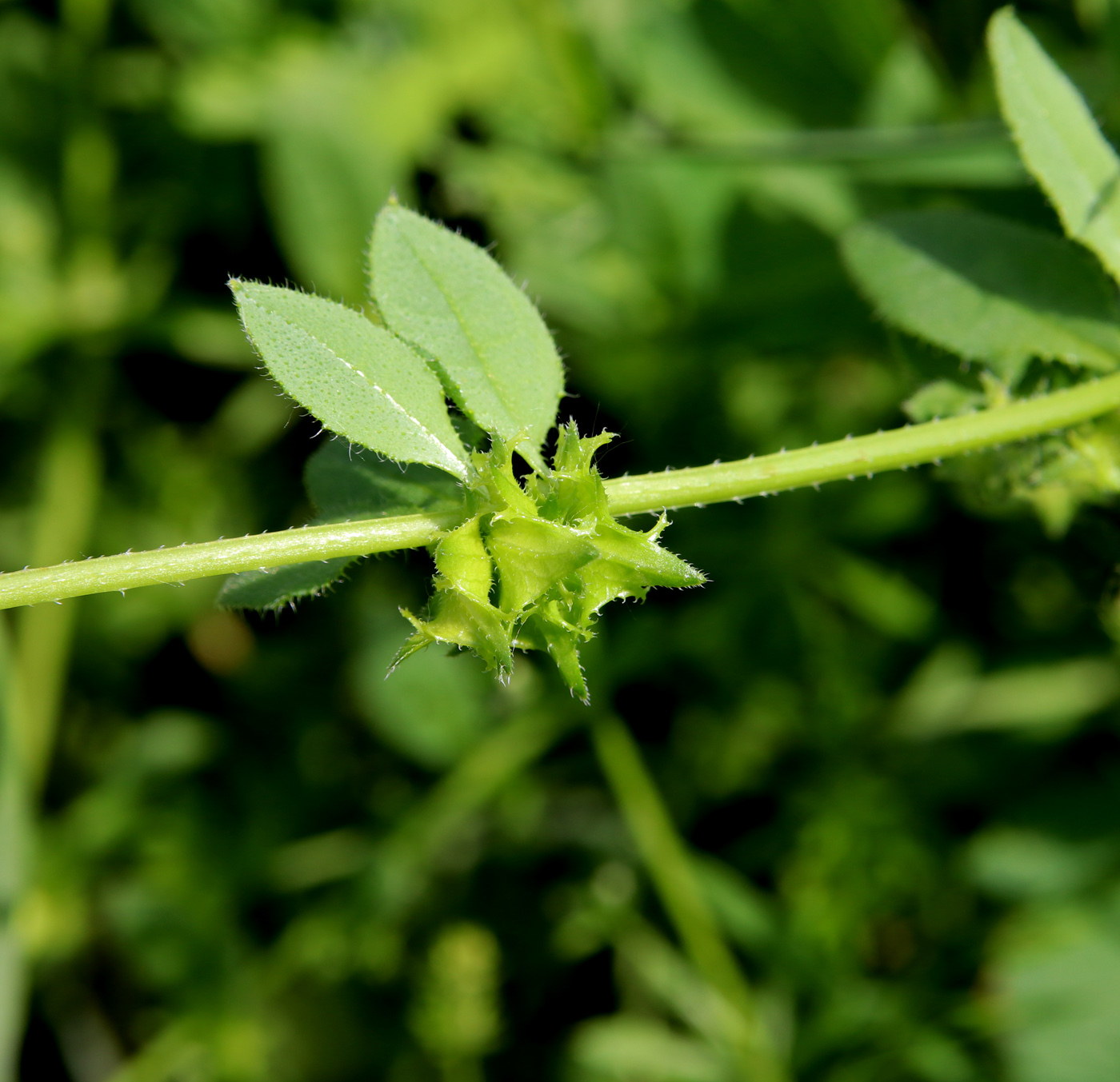 Image of Asperugo procumbens specimen.