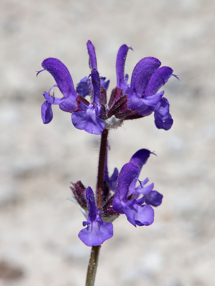 Image of Salvia canescens var. daghestanica specimen.