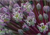 Allium porrum