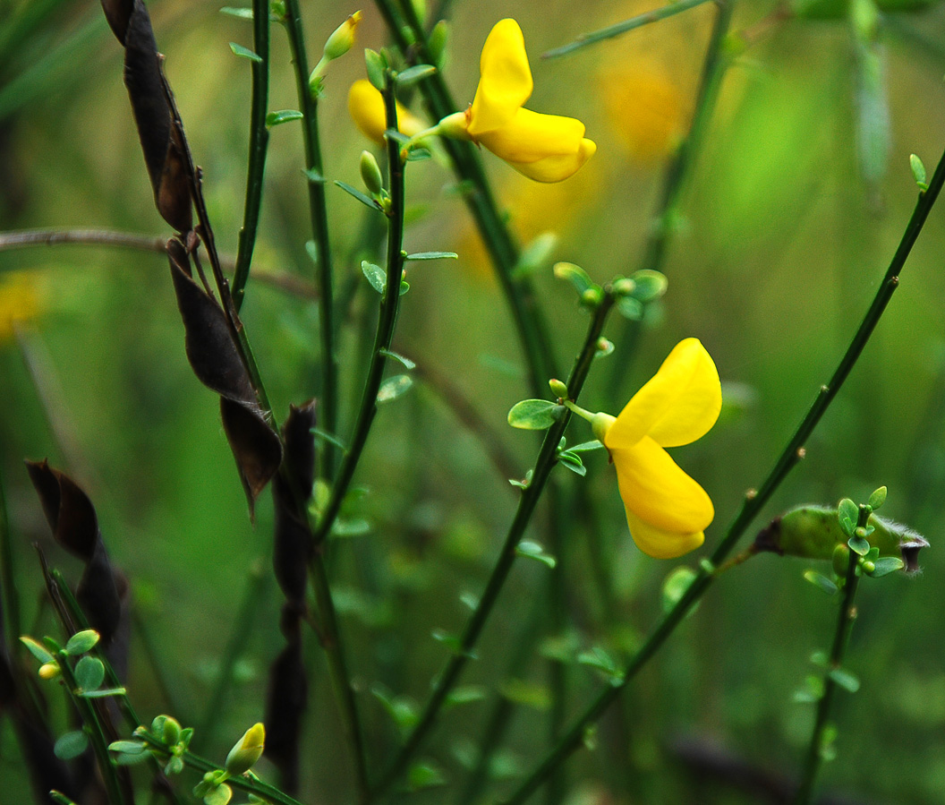 Изображение особи Sarothamnus scoparius.