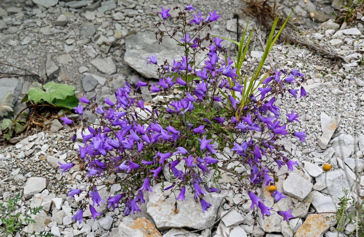 Image of Campanula hohenackeri specimen.