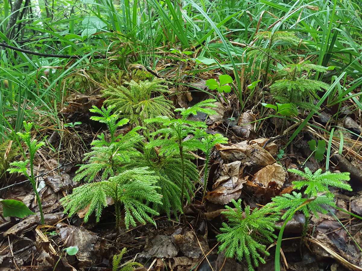 Изображение особи Lycopodium obscurum.